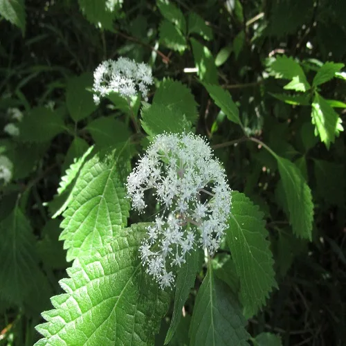 コアジサイの花
