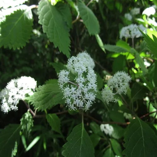 コアジサイの花