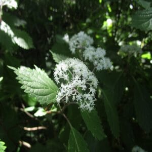 コアジサイの花