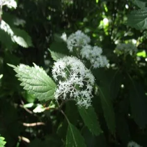 コアジサイの花