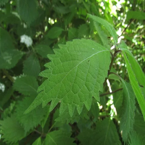 コアジサイの葉