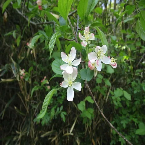 ズミの花