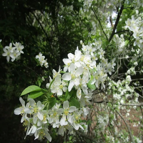 ズミの花