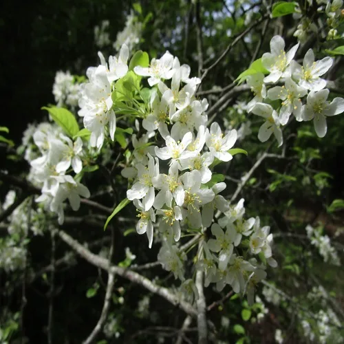 ズミの花