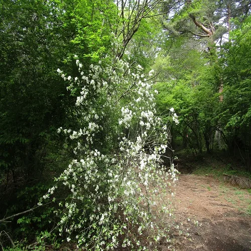 ズミの木の全体像