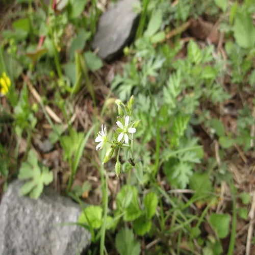 ミミナグサの花