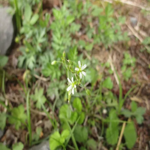 ミミナグサの花