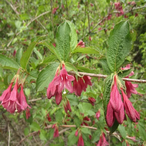 ヤブウツギの花