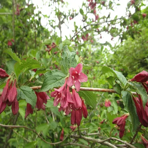 ヤブウツギの花