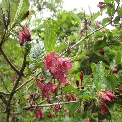ヤブウツギの花