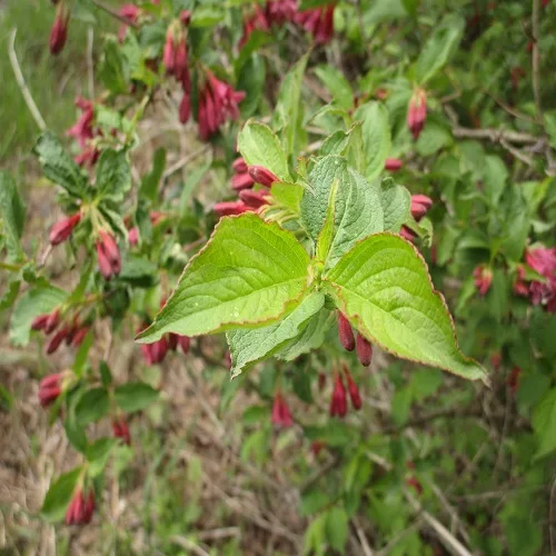 ヤブウツギの葉