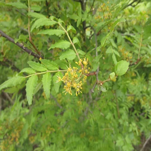 サンショウの花