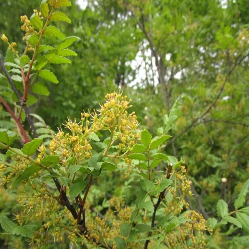 サンショウの花