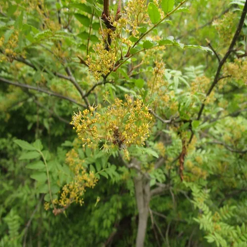サンショウの花