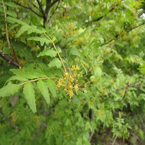 サンショウの花