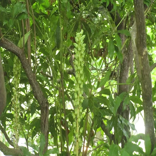 アオテンマの花