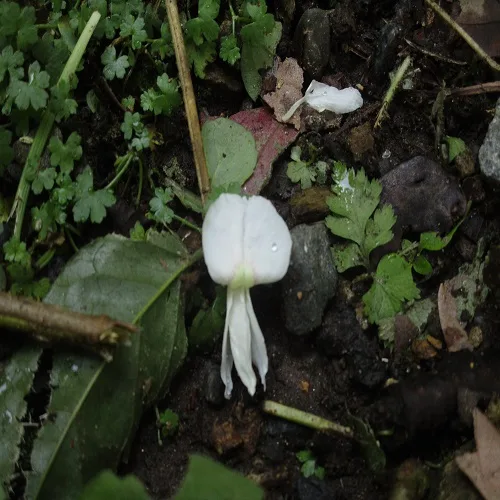 ユクノキの落ちた花