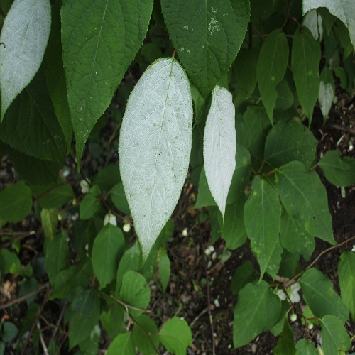 マタタビの白い葉