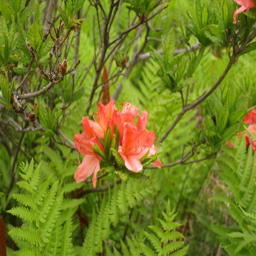 レンゲツツジの花