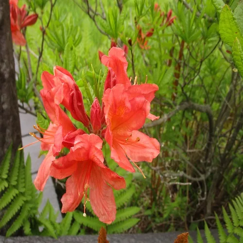 レンゲツツジの花