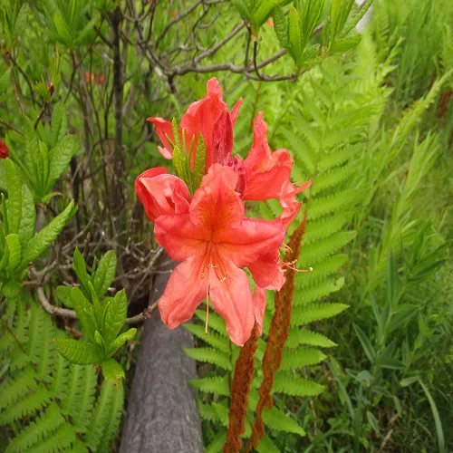 レンゲツツジの花