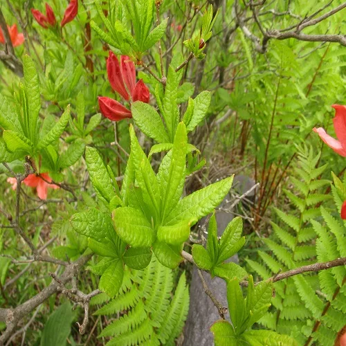 レンゲツツジの葉