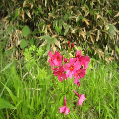 クリンソウの花