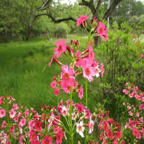 クリンソウの花