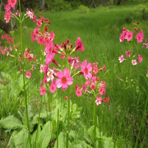 クリンソウの花