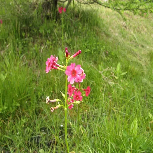 クリンソウの花