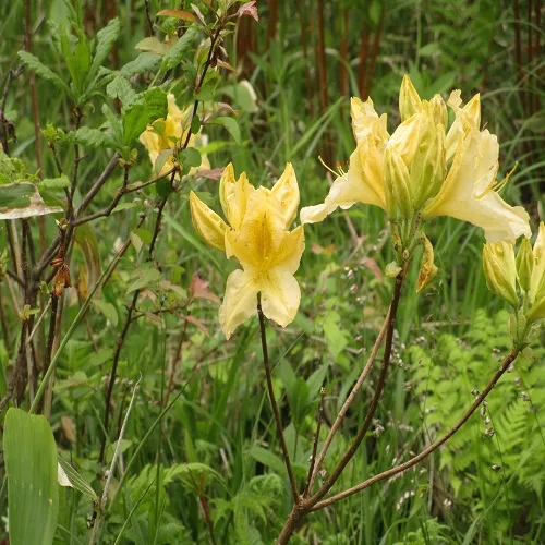 レンゲツツジの黄花