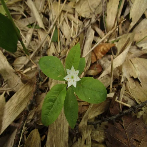 ツマトリソウの花