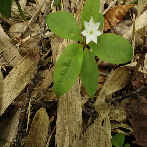 ツマトリソウの葉
