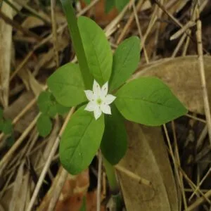 ツマトリソウの花