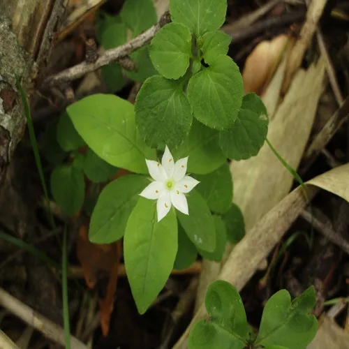 ツマトリソウの花