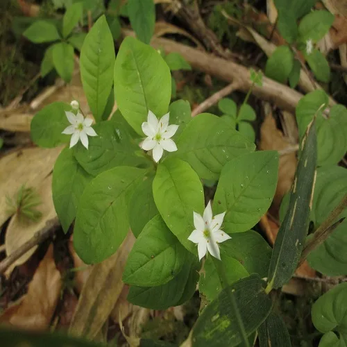 ツマトリソウの花