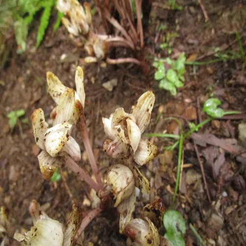 キバナノショウキラン