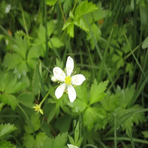 オオヤマフスマの花