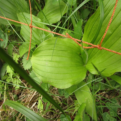 キバナノアツモリソウの葉