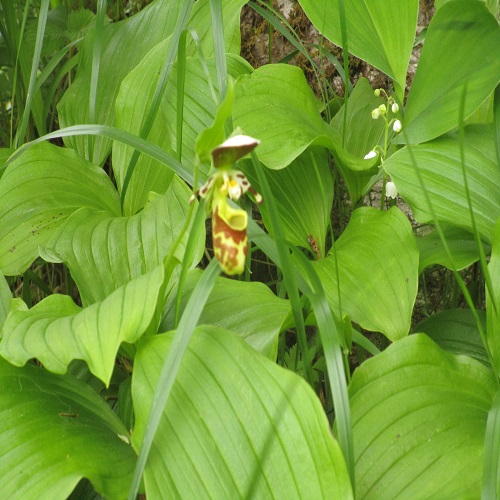 キバナノアツモリソウの花