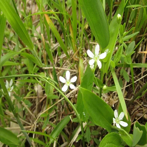 オオヤマフスマの花