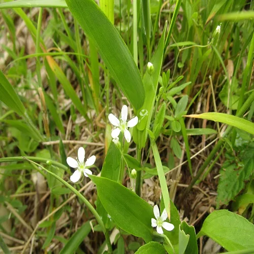 オオヤマフスマの花
