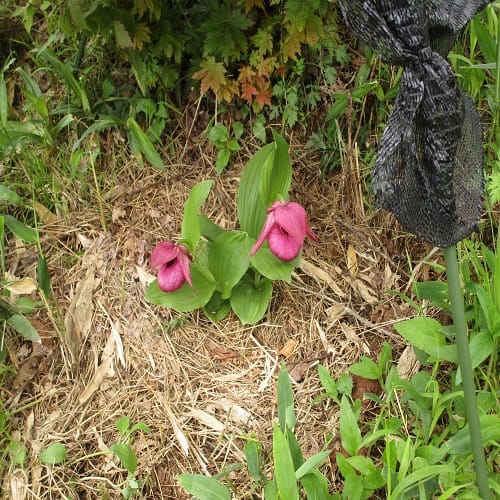 ホテイアツモリソウの花