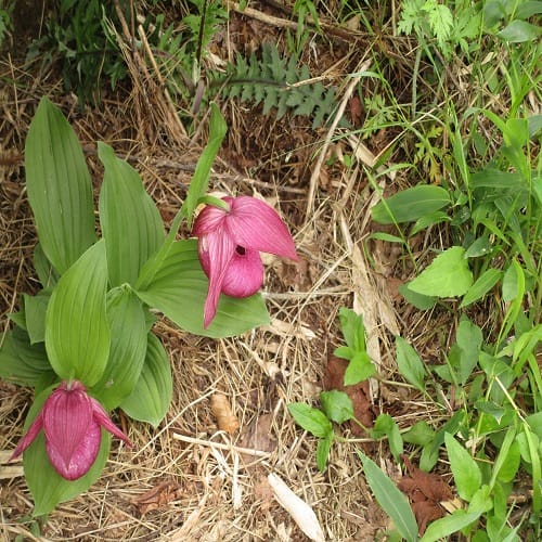 ホテイアツモリソウの花