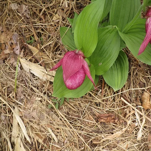 ホテイアツモリソウの花