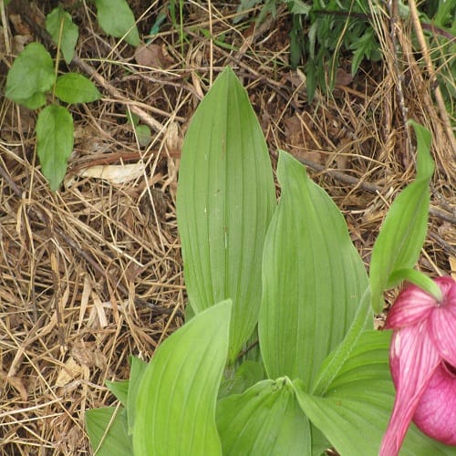 ホテイアツモリソウの葉