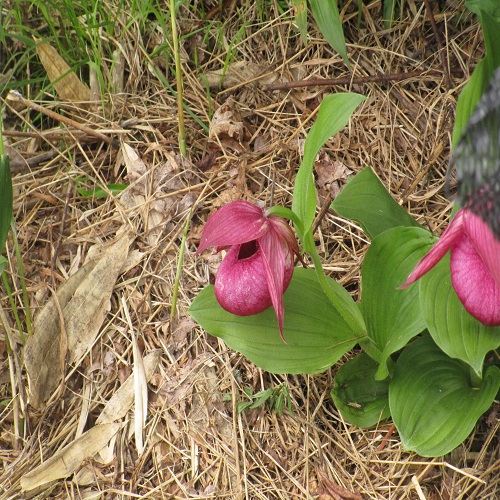 ホテイアツモリソウの花