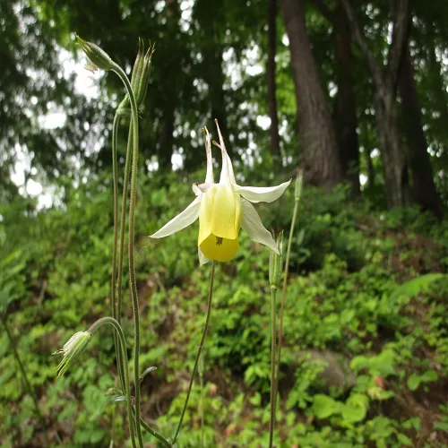 キバナノヤマオダマキの花