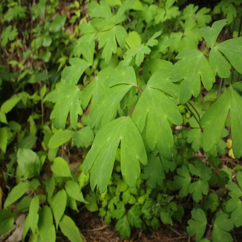 キバナノヤマオダマキの葉