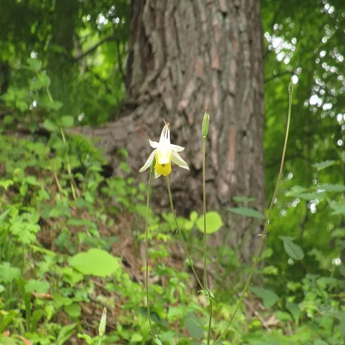 キバナノヤマオダマキの花